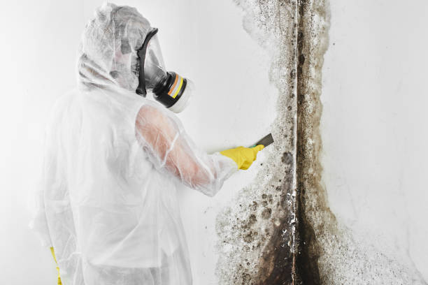 Best Post-Flood Mold Remediation in Bayville, NY