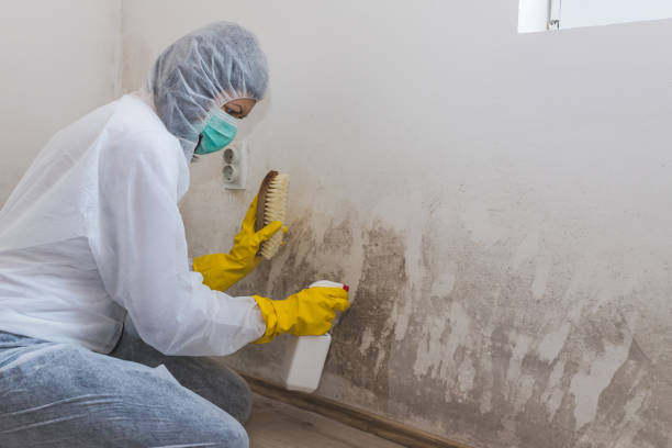 Best Attic Mold Remediation in Bayville, NY