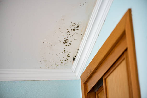 Best Kitchen Mold Remediation in Bayville, NY