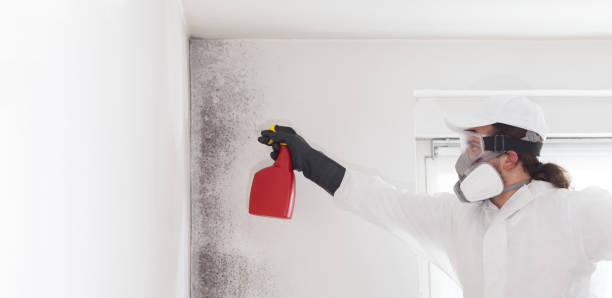 Best Attic Mold Remediation in Bayville, NY