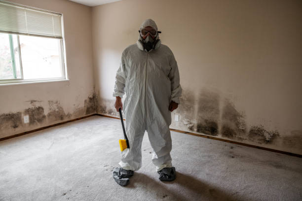 Best Residential Mold Remediation in Bayville, NY