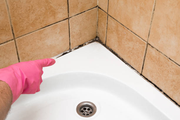 Best Bathroom Mold Remediation in Bayville, NY